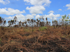 Dry peatlands due to fire ©Pantau Gambut