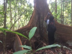 Peat Forest in Lukun Village, Meranti Islands, Riau, April 2019. Documentation: Zamzami