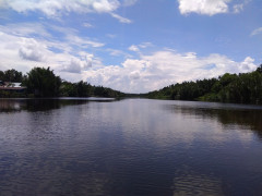 Nipah trees thrive along the Mendahara River, in Sungai Beras Village, Mendahara Ulu Sub-District, East Tanjung Jabung District © Yitno Suprapto for Pantau Gambut