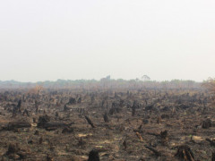 Haze over a peatland after the fire at Segajah Village, Rokan Hilir on 22 August 2019 ©Pantau Gambut