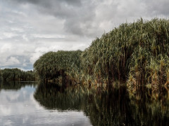 © Danar Tri Atmojo for Pantau Gambut