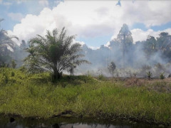 Dense smoke from a forest fire engulfs a plantation area owned by PT Austindo Nusantara Jaya in South Sorong © Perkumpulan Arrow Papua
