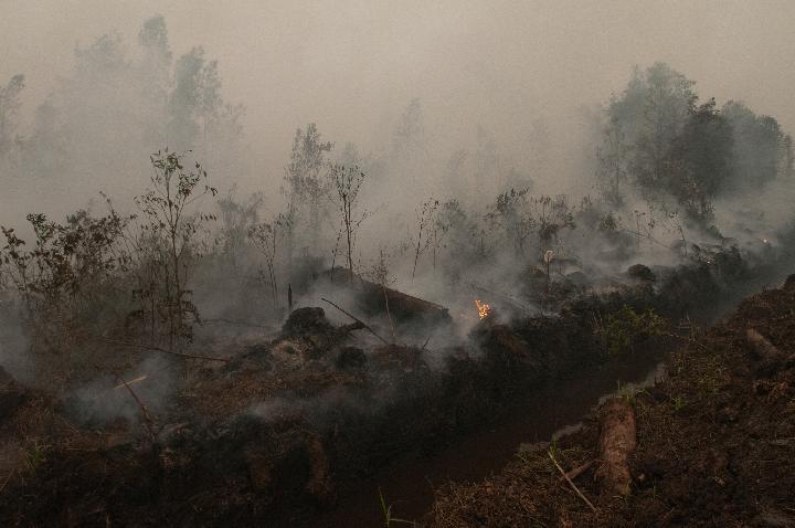 Peat Degradation will Disadvantage the People Photo: CIFOR
