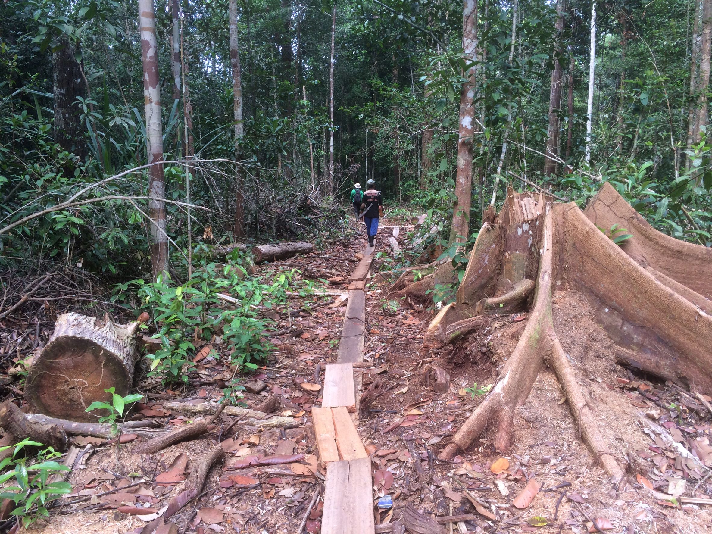 The forest area in ​​Lukun Village which was destroyed by illegal loggers in early 2019. Documentation: Zamzami