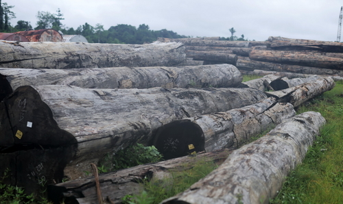 Illegal logging is damaging to peatlands ©Ardiles Rante - HKV/Pantau Gambut
