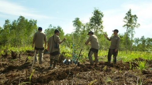 Restoring peatlands © CIFOR